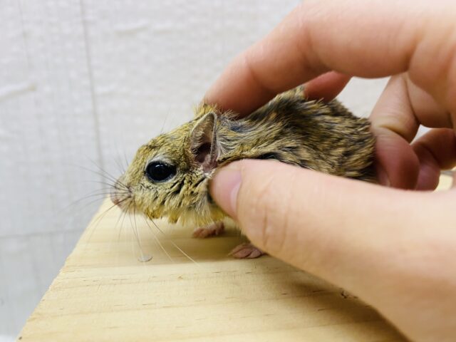 ジャイアントジャービル（オオスナネズミ）