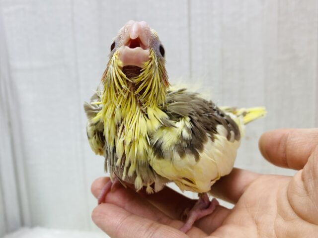 オカメインコ