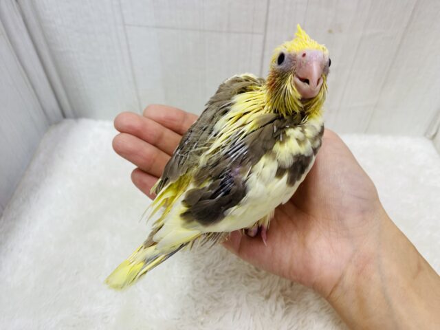 オカメインコ