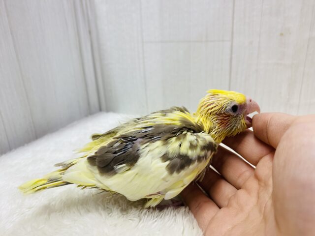 オカメインコ