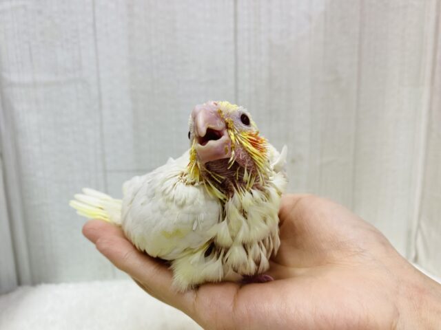 オカメインコ