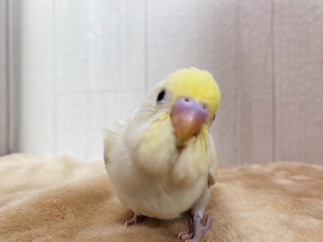 セキセイインコ