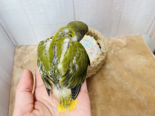 コザクラインコ（小桜インコ）