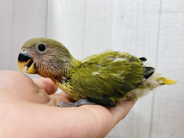 コザクラインコ（小桜インコ）