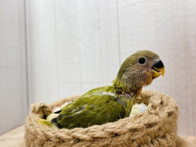 コザクラインコ（小桜インコ）