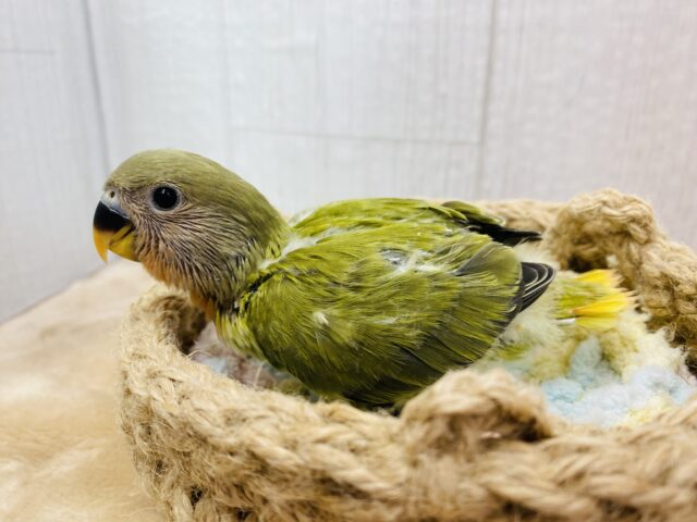 コザクラインコ（小桜インコ）