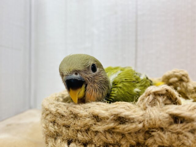 コザクラインコ（小桜インコ）