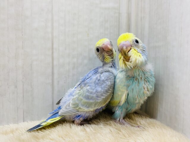 セキセイインコ