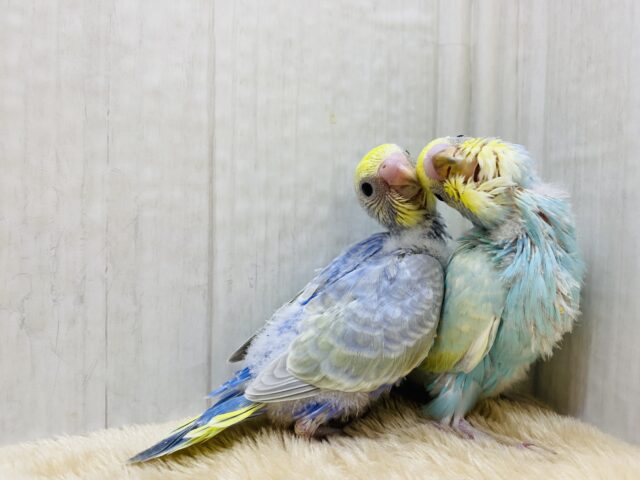 セキセイインコ