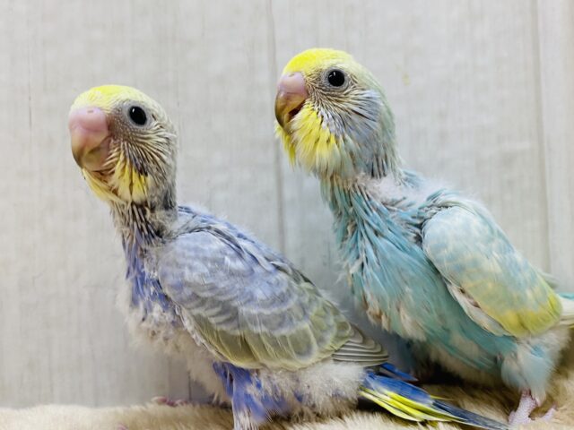 セキセイインコ