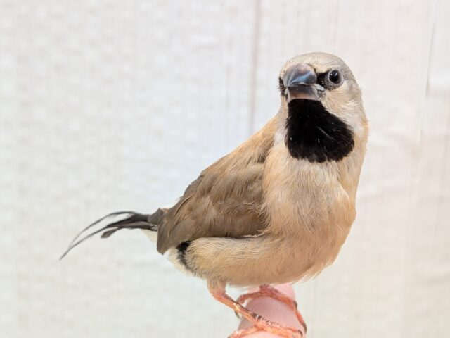 シュバシキンセイチョウ