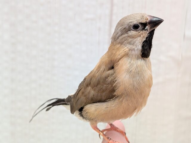 シュバシキンセイチョウ