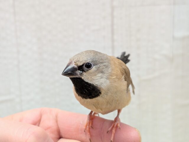 シュバシキンセイチョウ
