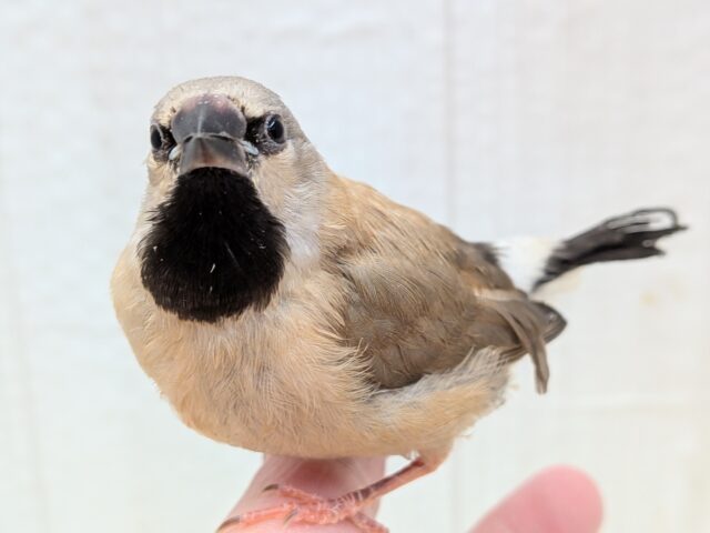 シュバシキンセイチョウ
