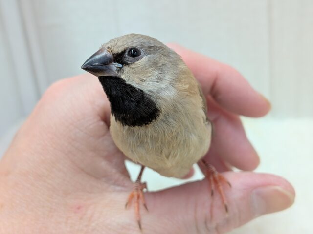 シュバシキンセイチョウ