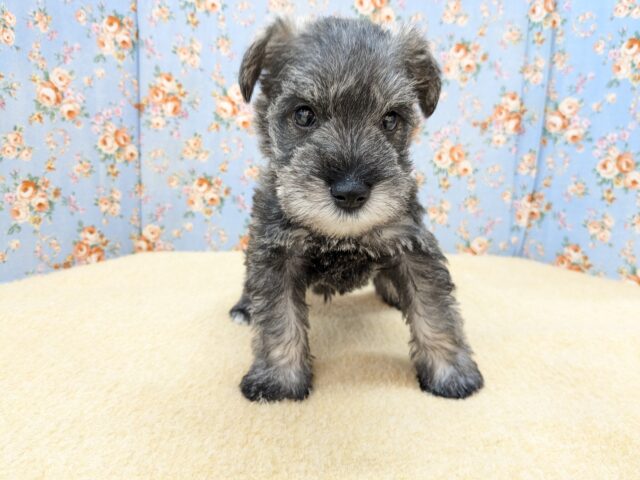 ミニチュアシュナウザー