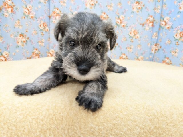 ミニチュアシュナウザー