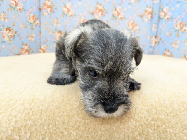 ミニチュアシュナウザー