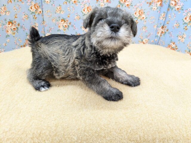 ミニチュアシュナウザー