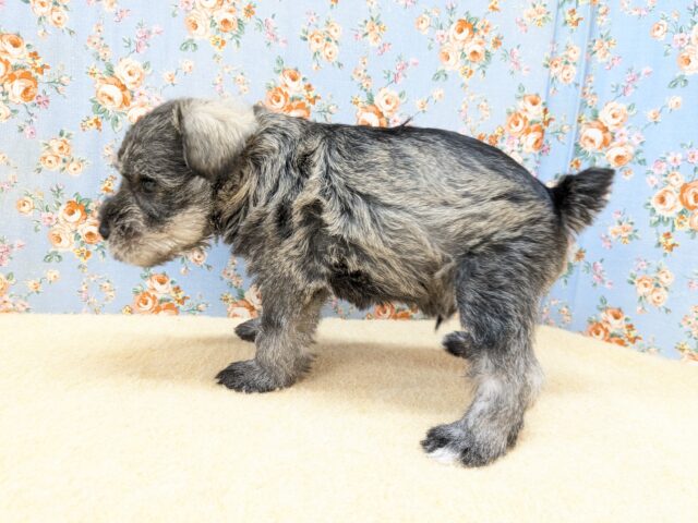 ミニチュアシュナウザー