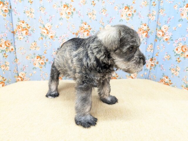 ミニチュアシュナウザー