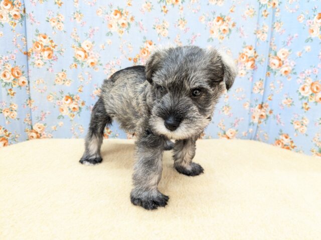 ミニチュアシュナウザー