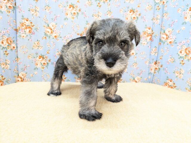 ミニチュアシュナウザー