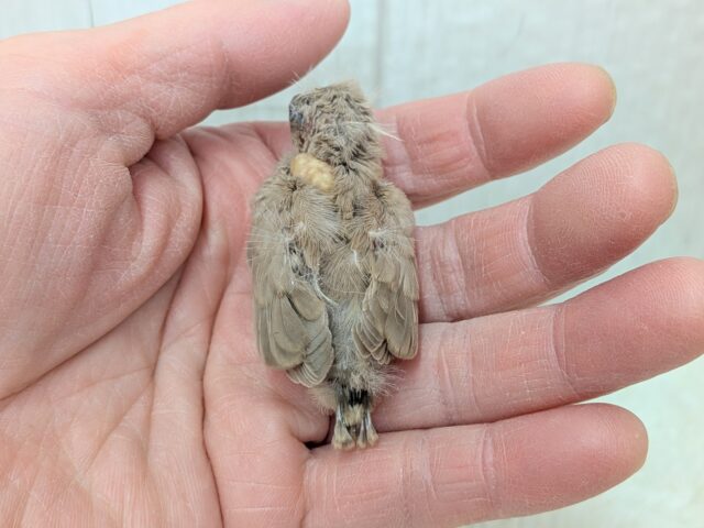 錦花鳥（キンカチョウ）