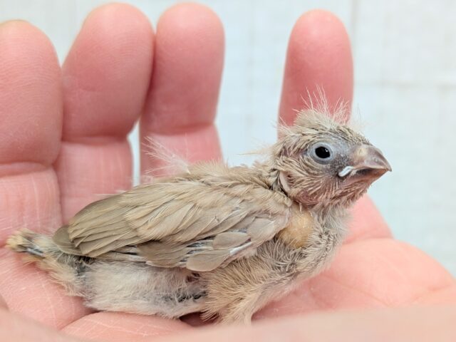 錦花鳥（キンカチョウ）