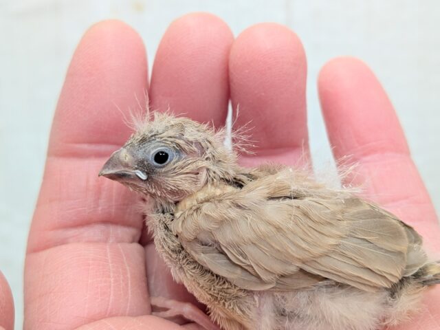 錦花鳥（キンカチョウ）