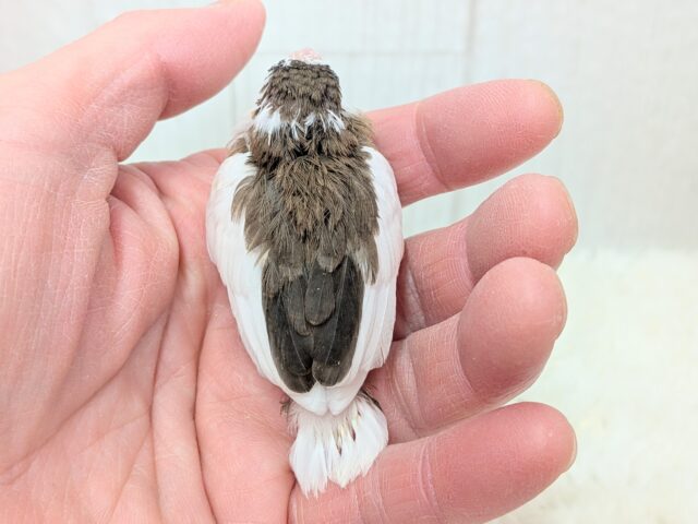 十姉妹（ジュウシマツ）