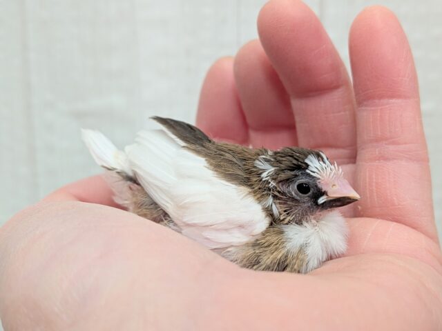 十姉妹（ジュウシマツ）