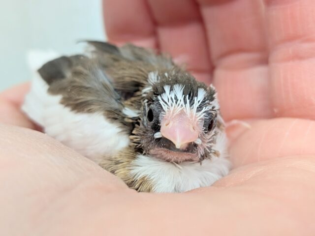 十姉妹（ジュウシマツ）