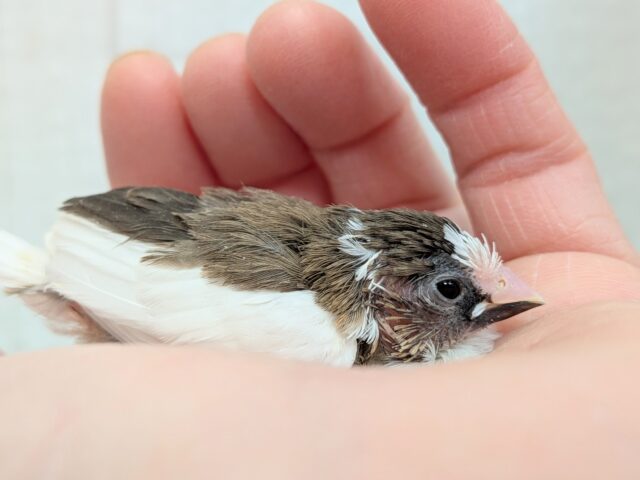 十姉妹（ジュウシマツ）