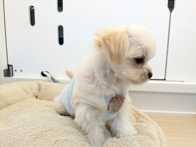 チワマル（マルチワ）