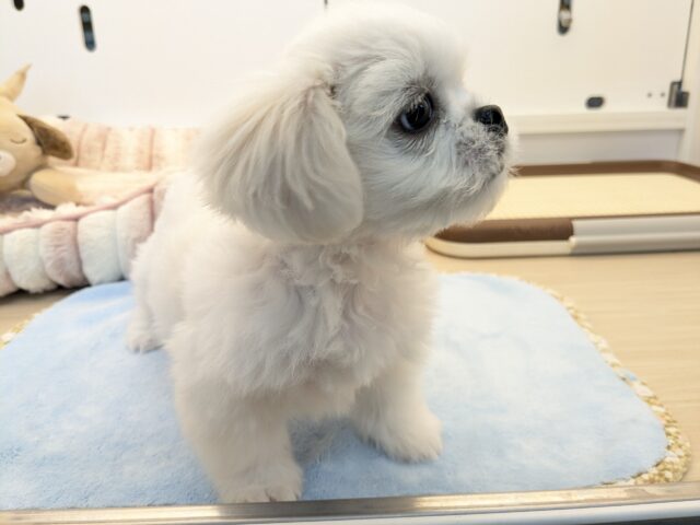 ペキチワ（ペキチー、チワペキ）