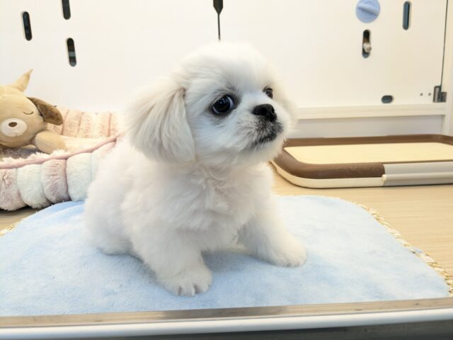 ペキチワ（ペキチー、チワペキ）