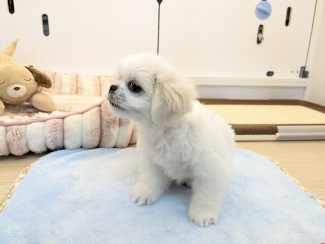 ペキチワ（ペキチー、チワペキ）