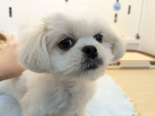 ペキチワ（ペキチー、チワペキ）