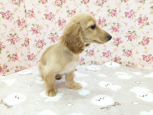 ミニチュアダックス