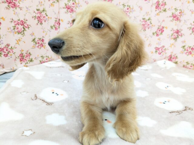 ミニチュアダックス