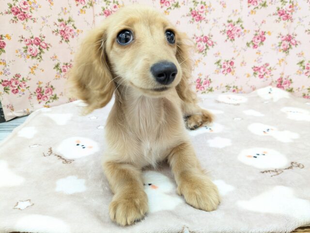 ミニチュアダックス