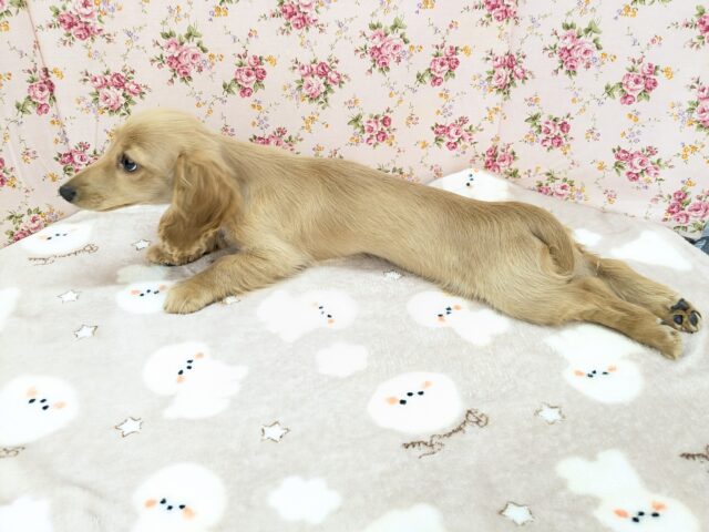 ミニチュアダックス