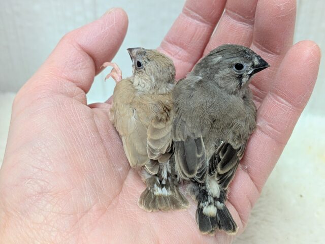 錦花鳥（キンカチョウ）