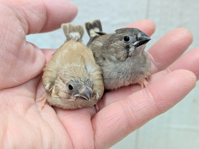 錦花鳥（キンカチョウ）