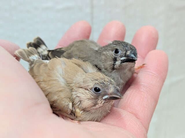 錦花鳥（キンカチョウ）