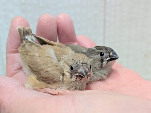 錦花鳥（キンカチョウ）