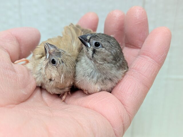 錦花鳥（キンカチョウ）