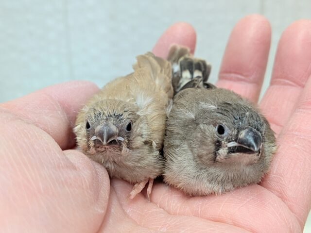 錦花鳥（キンカチョウ）