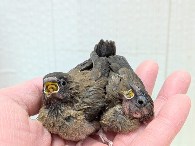 ヨーロッパ十姉妹